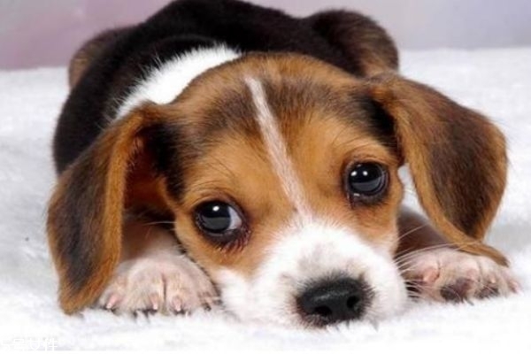 小狗應該怎么除蟲呢 什么是狗狗的內(nèi)蟲