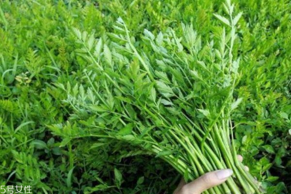 什么是野菜呢 野菜有什么營(yíng)養(yǎng)價(jià)值呢