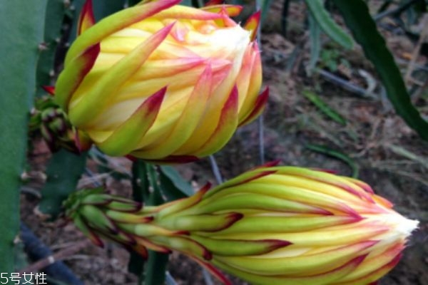 什么是霸王花呢 霸王花有什么作用呢 什么是霸王花呢 霸王花有什么作用呢