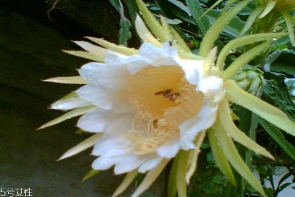 霸王花的生長環(huán)境怎么樣呢 霸王花主要分布在哪里呢 霸王花的生長環(huán)境怎么樣呢 霸王花主要分布在哪里呢