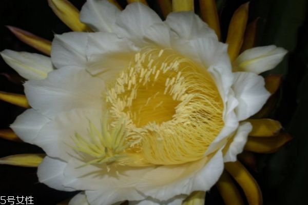 霸王花的生長環(huán)境怎么樣呢 霸王花主要分布在哪里呢 霸王花的生長環(huán)境怎么樣呢 霸王花主要分布在哪里呢