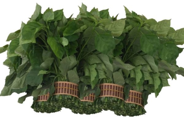 什么是血通菜呢 血通菜有什么營養(yǎng)價值呢 什么是血通菜呢 血通菜有什么營養(yǎng)價值呢