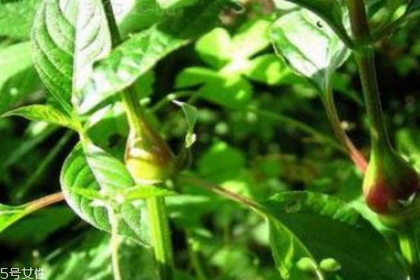 什么是血通菜呢 血通菜有什么營養(yǎng)價值呢 什么是血通菜呢 血通菜有什么營養(yǎng)價值呢