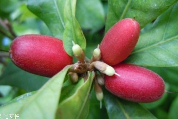 什么是神秘果呢 神秘果有什么營養(yǎng)價(jià)值呢