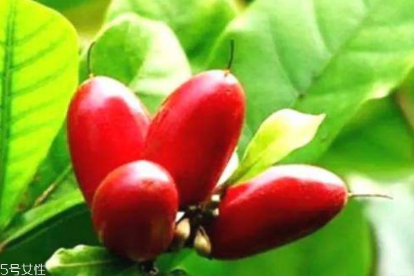 什么是神秘果呢 神秘果有什么營養(yǎng)價(jià)值呢