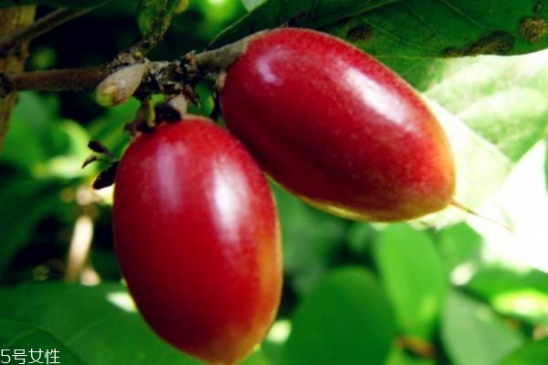 什么是神秘果呢 神秘果有什么營養(yǎng)價(jià)值呢