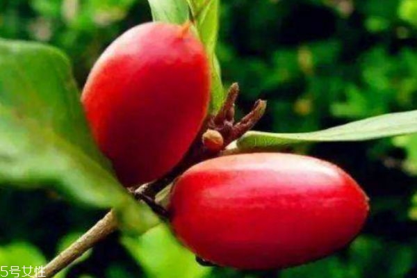 神秘果主要分布在哪里呢 神秘果市場(chǎng)價(jià)格是怎么樣的呢 神秘果主要分布在哪里呢 神秘果市場(chǎng)價(jià)格是怎么樣的呢