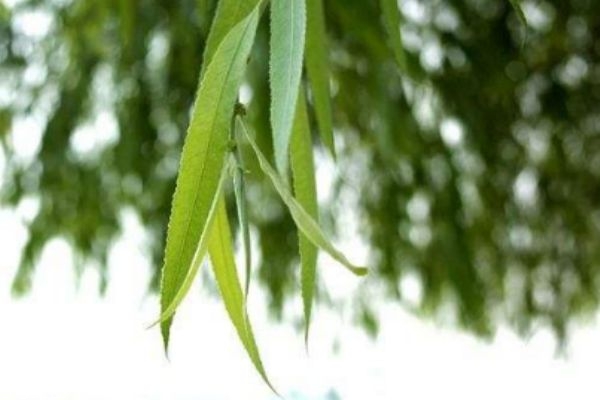 柳葉有什么作用呢 柳葉有什么營(yíng)養(yǎng)價(jià)值呢 柳葉有什么作用呢 柳葉有什么營(yíng)養(yǎng)價(jià)值呢