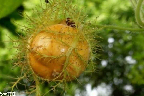 什么是龍珠果呢 龍珠果有什么營養(yǎng)價值呢 什么是龍珠果呢 龍珠果有什么營養(yǎng)價值呢