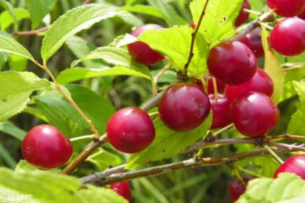 什么是鈣果呢 鈣果有什么營(yíng)養(yǎng)價(jià)值呢 什么是鈣果呢 鈣果有什么營(yíng)養(yǎng)價(jià)值呢