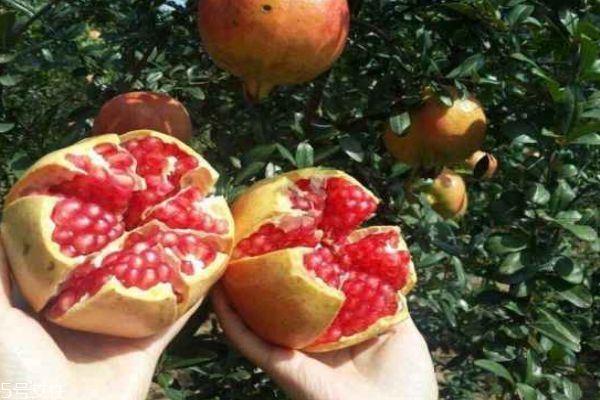 突尼斯軟籽石榴是哪里的 突尼斯軟籽石榴多少錢(qián)