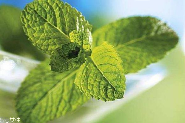 薄荷有什么作用呢 薄荷生長在什么環(huán)境里呢