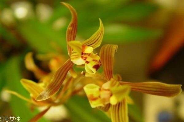 什么是報(bào)歲蘭呢 報(bào)歲蘭有什么作用呢 什么是報(bào)歲蘭呢 報(bào)歲蘭有什么作用呢