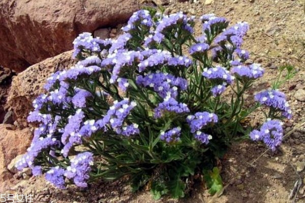 什么是星辰花呢 星辰花的生長環(huán)境是怎么樣的呢