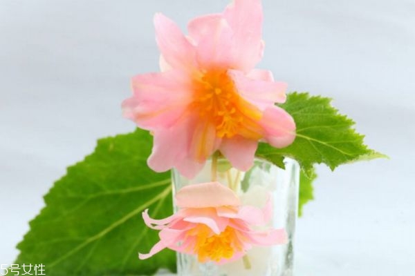 海棠花生長(zhǎng)在什么環(huán)境里呢 海棠花主要分布在哪里呢 海棠花生長(zhǎng)在什么環(huán)境里呢 海棠花主要分布在哪里呢