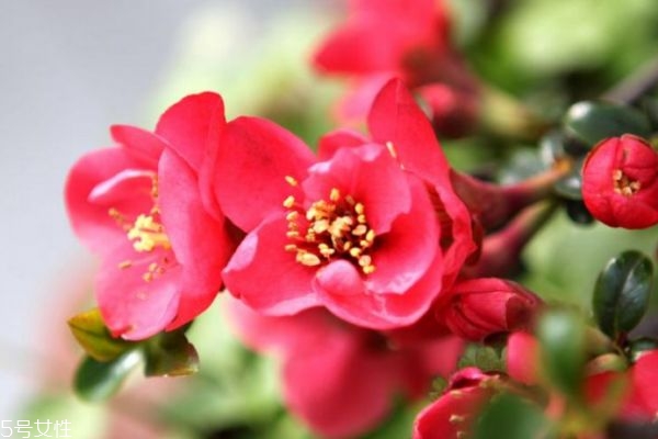 海棠花生長(zhǎng)在什么環(huán)境里呢 海棠花主要分布在哪里呢 海棠花生長(zhǎng)在什么環(huán)境里呢 海棠花主要分布在哪里呢