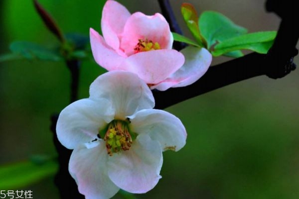 海棠花生長(zhǎng)在什么環(huán)境里呢 海棠花主要分布在哪里呢 海棠花生長(zhǎng)在什么環(huán)境里呢 海棠花主要分布在哪里呢