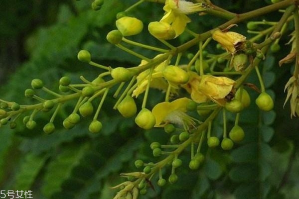 蘇木有什么食用禁忌嗎 蘇木應該怎么服用呢