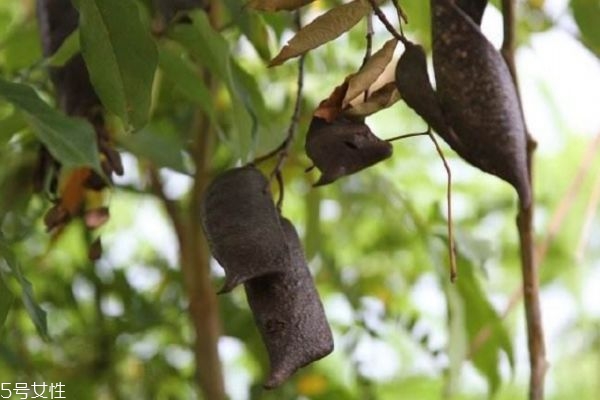 蘇木有什么食用禁忌嗎 蘇木應該怎么服用呢