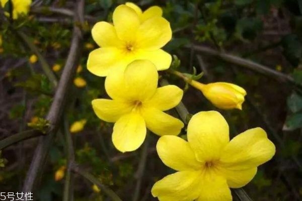 什么是金鐘花呢 金鐘花有什么作用呢 什么是金鐘花呢 金鐘花有什么作用呢