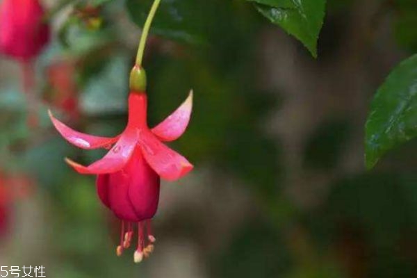 什么是金鐘花呢 金鐘花有什么作用呢 什么是金鐘花呢 金鐘花有什么作用呢