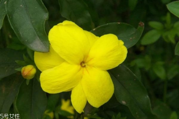 什么是金鐘花呢 金鐘花有什么作用呢 什么是金鐘花呢 金鐘花有什么作用呢