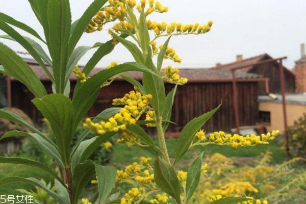 什么是麒麟草呢 麒麟草有什么作用呢 什么是麒麟草呢 麒麟草有什么作用呢