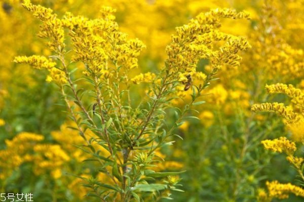 什么是麒麟草呢 麒麟草有什么作用呢 什么是麒麟草呢 麒麟草有什么作用呢