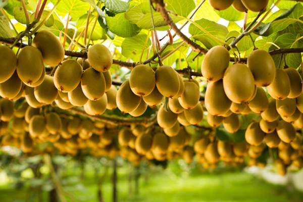 一個(gè)獼猴桃含多少維c 一個(gè)獼猴桃多少大卡