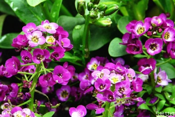 香雪球的花語是什么呢 香雪球的市場價(jià)格是多少呢 香雪球的花語是什么呢 香雪球的市場價(jià)格是多少呢