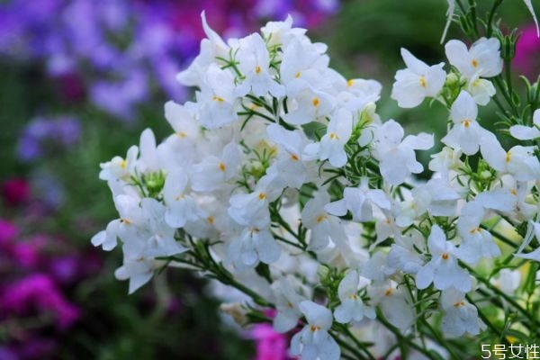 香雪球的花語是什么呢 香雪球的市場價(jià)格是多少呢 香雪球的花語是什么呢 香雪球的市場價(jià)格是多少呢