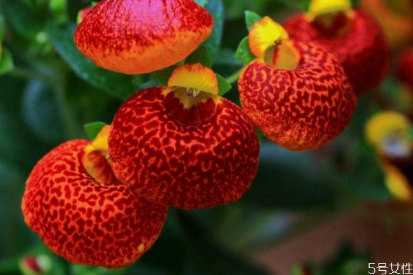 什么是蒲包花呢 蒲包花有什么作用呢 什么是蒲包花呢 蒲包花有什么作用呢