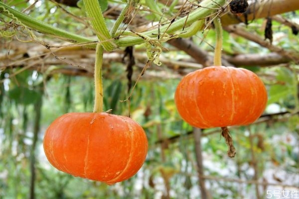 吃金瓜有什么作用呢 金瓜的生長(zhǎng)環(huán)境是怎么樣的呢