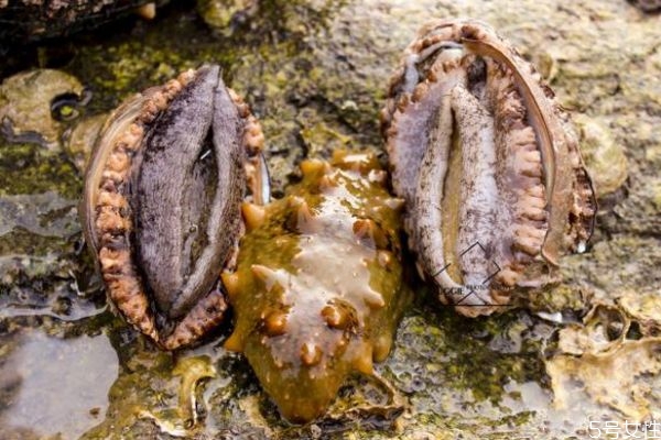 鮑魚(yú)的生長(zhǎng)環(huán)境是怎么樣的呢 鮑魚(yú)好吃嗎