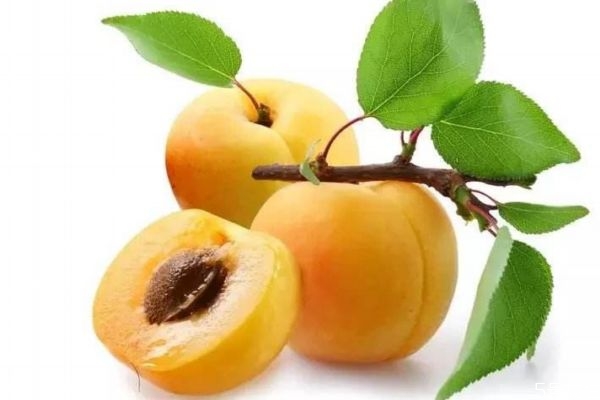 杏子有什么營(yíng)養(yǎng)價(jià)值呢 杏子的生長(zhǎng)環(huán)境怎么樣呢