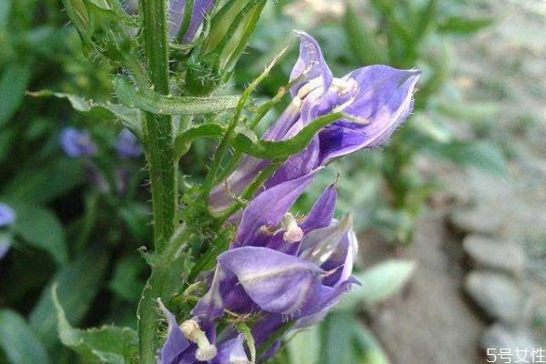 什么是山梗菜呢 山梗菜有什么作用呢 什么是山梗菜呢 山梗菜有什么作用呢