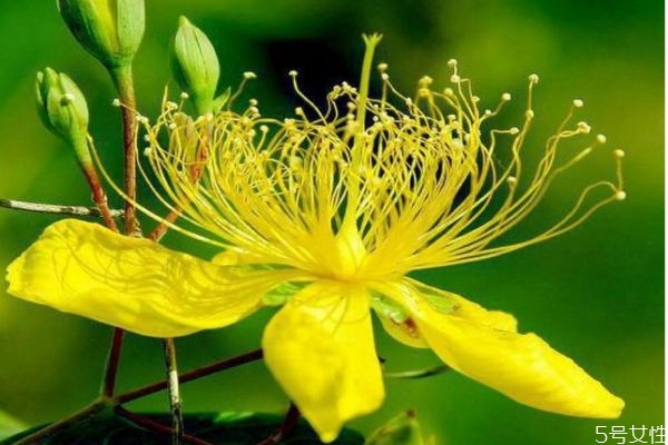 連翹的花語(yǔ)是什么呢 連翹的種植要注意什么呢