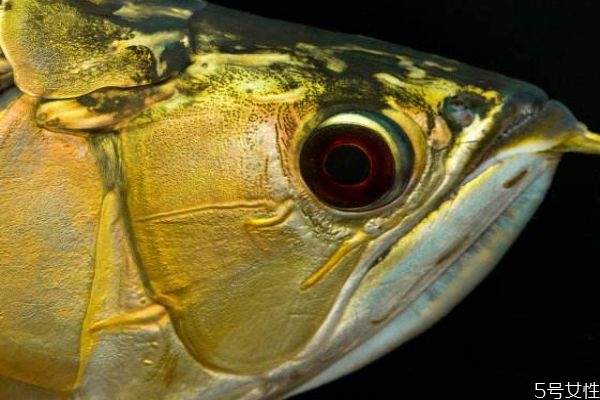 魚眼睛有什么營(yíng)養(yǎng)價(jià)值呢 吃魚眼睛對(duì)人眼有好處嗎 魚眼睛有什么營(yíng)養(yǎng)價(jià)值呢 吃魚眼睛對(duì)人眼有好處嗎