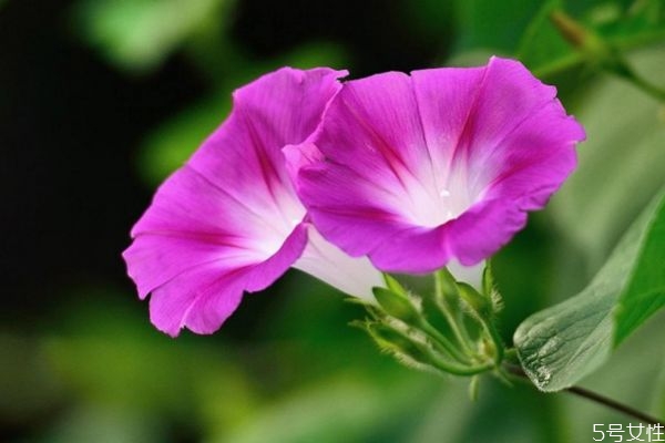 牽?；ǖ幕ㄕZ(yǔ)是什么呢 牽?；ǖ姆N植要注意什么呢