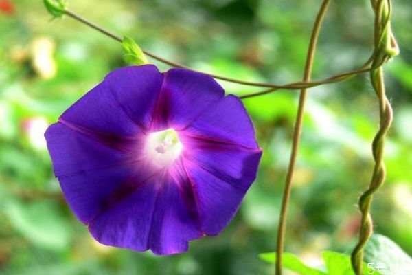 牽?；ǖ幕ㄕZ(yǔ)是什么呢 牽?；ǖ姆N植要注意什么呢