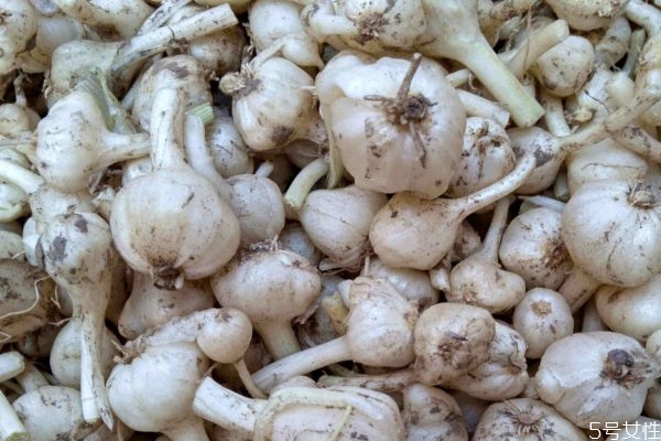 什么是薤白呢 薤白有什么作用呢 什么是薤白呢 薤白有什么作用呢