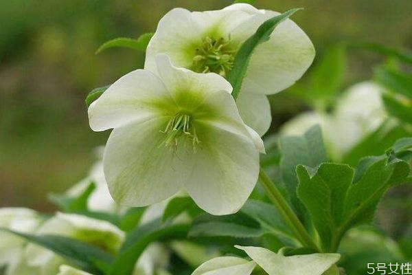 什么是圣誕玫瑰花呢 圣誕玫瑰的花語是什么呢 什么是圣誕玫瑰花呢 圣誕玫瑰的花語是什么呢