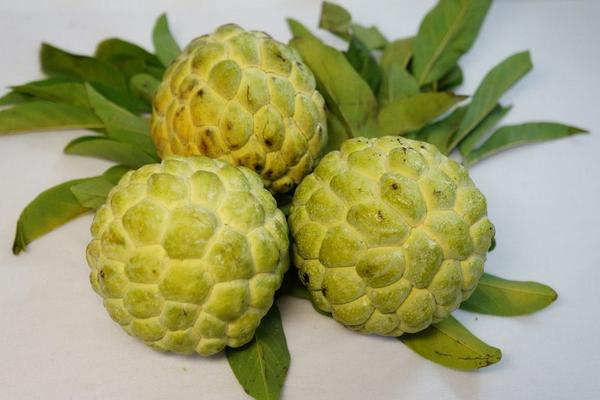 釋迦果的熱量高嗎 釋迦果含有哪些營養(yǎng)物質(zhì) 釋迦果的熱量高嗎 釋迦果含有哪些營養(yǎng)物質(zhì)