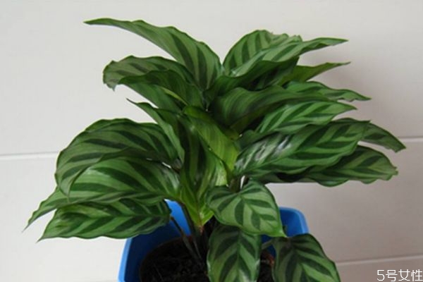 孔雀竹芋的花語是什么呢 孔雀竹芋應(yīng)該怎么種植呢 孔雀竹芋的花語是什么呢 孔雀竹芋應(yīng)該怎么種植呢