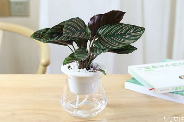 孔雀竹芋的花語是什么呢 孔雀竹芋應(yīng)該怎么種植呢 孔雀竹芋的花語是什么呢 孔雀竹芋應(yīng)該怎么種植呢