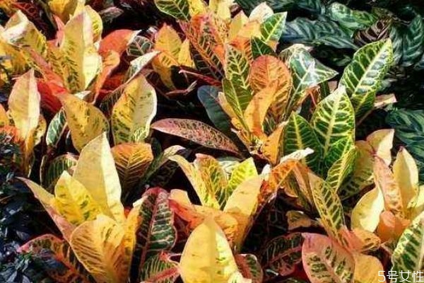 什么是變?nèi)~木呢 變?nèi)~木有什么作用呢 什么是變?nèi)~木呢 變?nèi)~木有什么作用呢