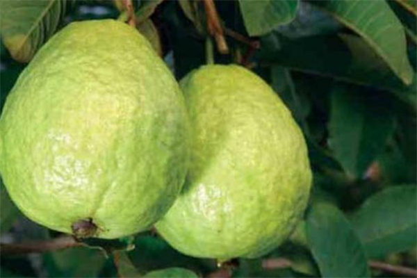 番石榴切開可以放多久 番石榴切開后怎么保存