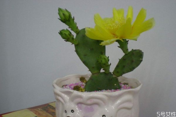 仙人掌可以開(kāi)花嗎 仙人掌的種類有什么呢