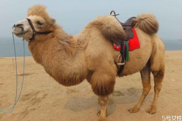 駱駝吃仙人掌為什么不怕刺 駱駝吃仙人掌為什么不怕刺