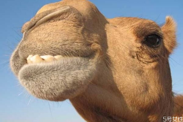 駱駝吃仙人掌為什么不怕刺 駱駝吃仙人掌為什么不怕刺